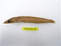 藏品(臺灣標槍魚(玉筋魚))的圖片